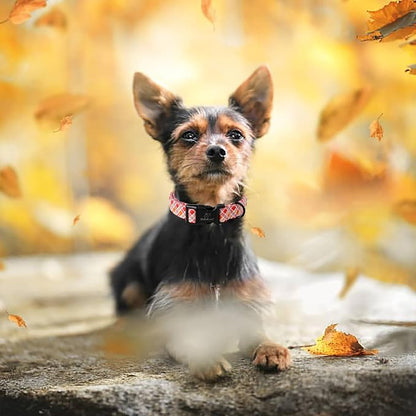 Fall Dog Collar, Fall Orange and Red Plaid Puppy Collar, Adjustable Cotton - Image 3
