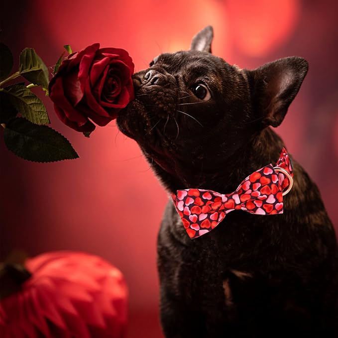MR. CHUBBYFACE Valentines' Dog Collar - Image 5