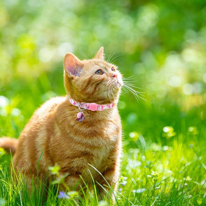 SCENEREAL Breakaway Cat Collar - Image 7