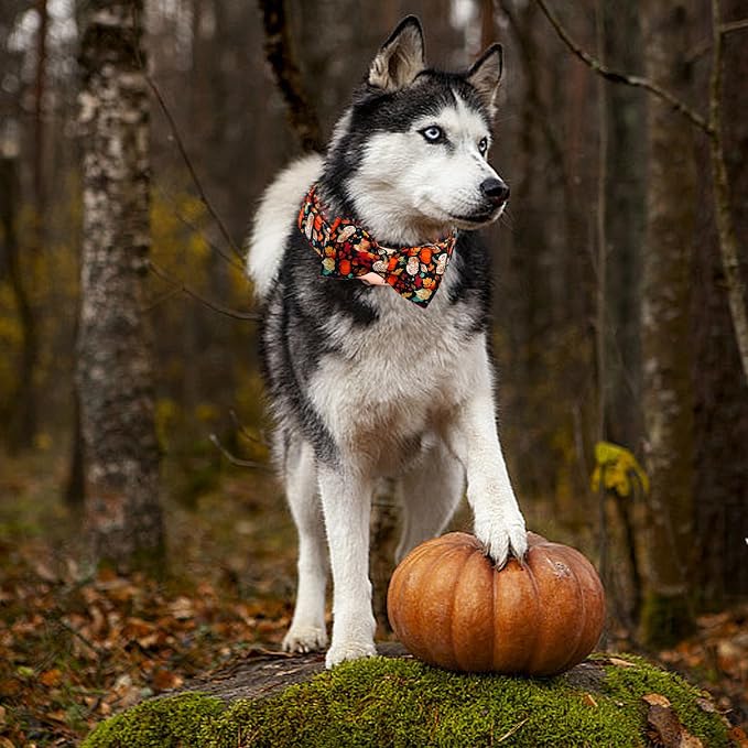 Fall Dog Collar, Leaf Pumpkin Print Adjustable Pet Collar Cute Cotton Soft - Image 5
