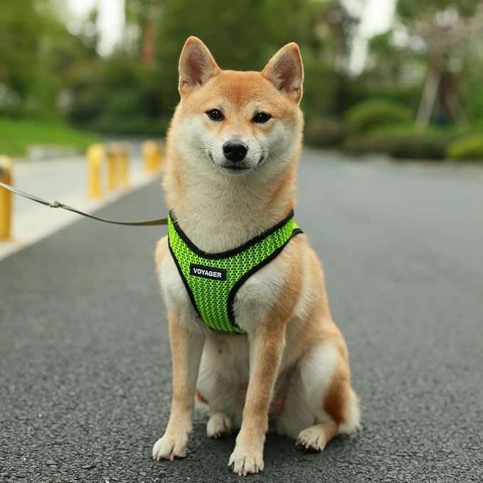 Best Pet Supplies - Image 7