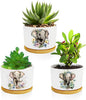 Elephants Succulent Pots 3 Pack, 3 Inch Succulent Planters by Databa