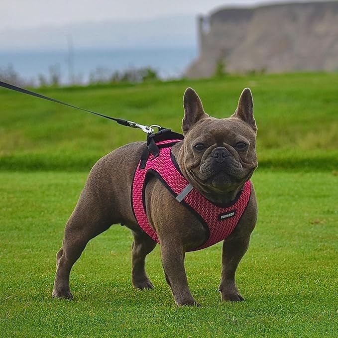 Best Pet Supplies - Image 7
