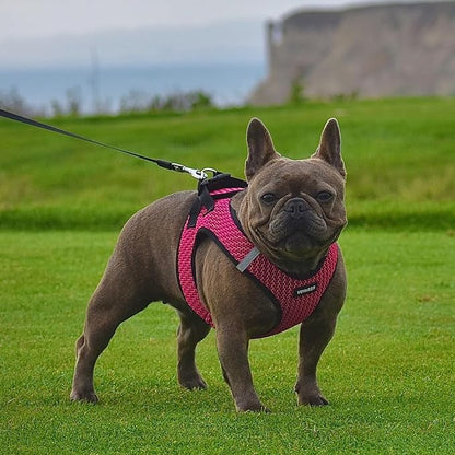 Best Pet Supplies - Image 7