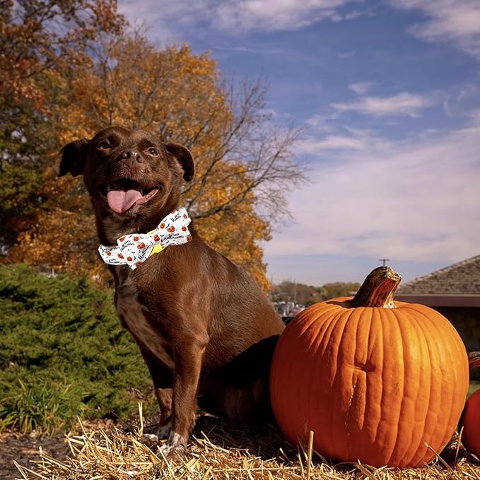 Halloween Dog Collar, Pet Collar Bow Pumpkin Pet Collar Girl Boy Holiday - Image 6