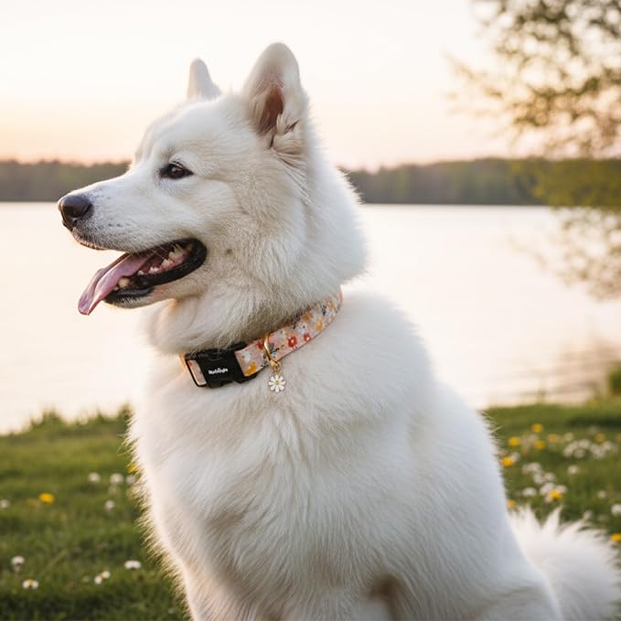 Dog Collar for Extra Small Dogs, Spring &Summer Theme Orange Small Dog Collars - Image 5