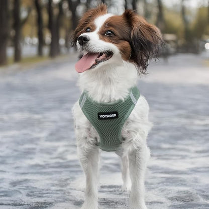 Best Pet Supplies - Image 7