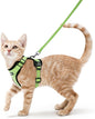 rabbitgoo Cat Harness and Leash by rabbitgoo