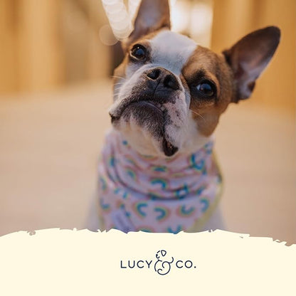 Lucy & Co. Dog Collar - Image 4