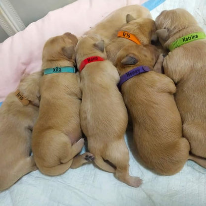 15 Pcs Puppy Whelping Collars Newborn Pet Collars Double-Sided Soft Adjustable - Image 7