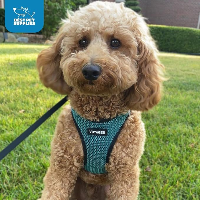 Best Pet Supplies - Image 10