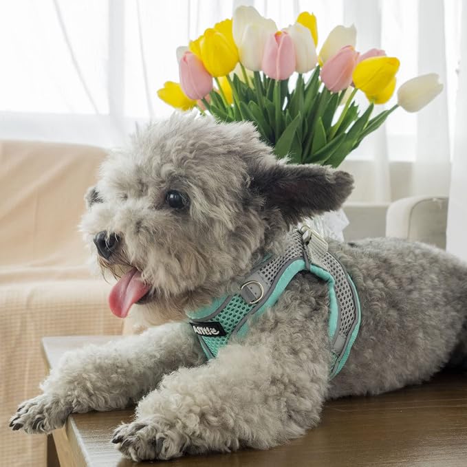 AIITLE No Pull Dog Harness and Leash Set, Step in Adjustable Dog Harness - Image 7
