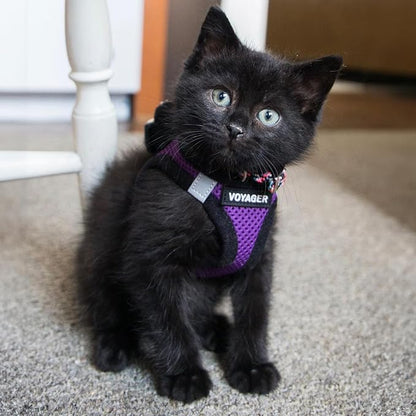 Best Pet Supplies - Image 8
