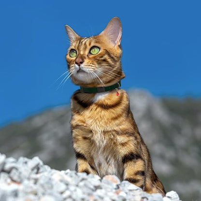 Breakaway Cat Collar Leather - Image 9