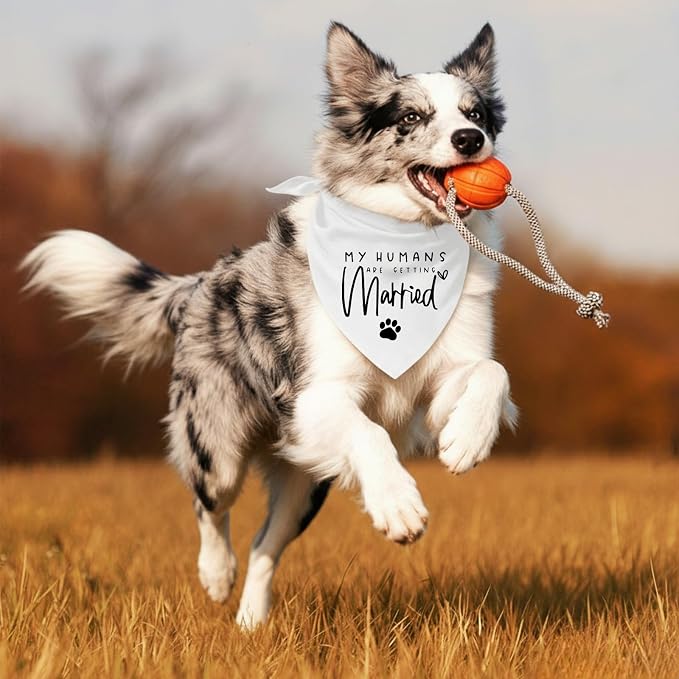 My Parents are Getting me a Human, Pregnancy Announcement Dog Bandana, Gender - Image 6
