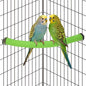 Rypet Parrot Perch Stand Toy Used by RYPET