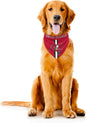 Littlearth NFL Denver Broncos Pet Bandana by Littlearth
