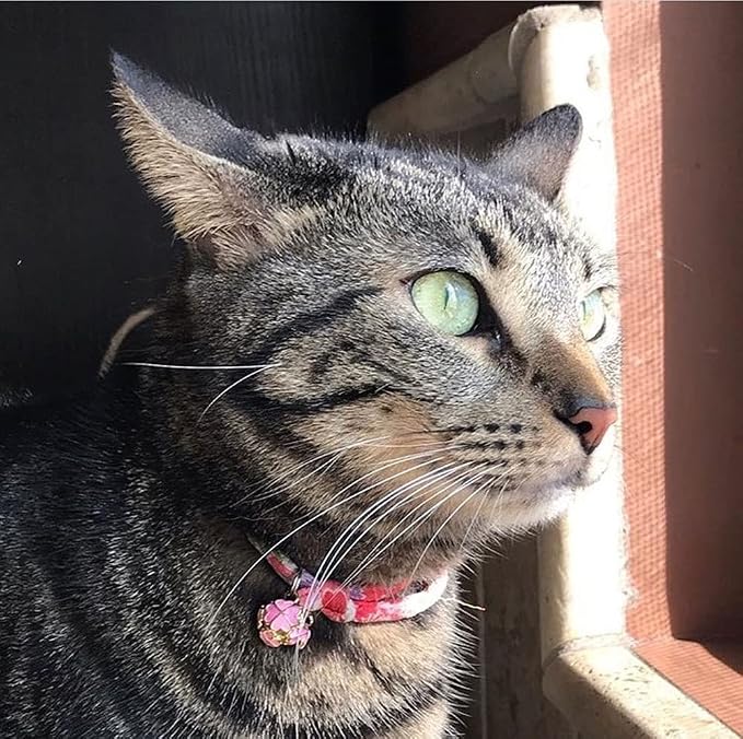 PetSoKoo Four-Leaf Clover Cat Collar - Image 5