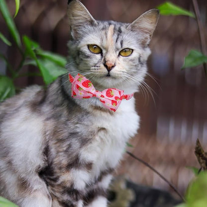 EXPAWLORER Cute Cat Collar Breakaway - Image 6