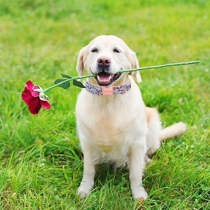 Unique style paws Dog Collar Metal Buckle Red Rose Collar Flower Gift Durable - Image 5