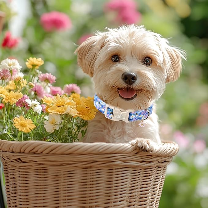 Floral Dog Collar for Small Dogs - Image 6