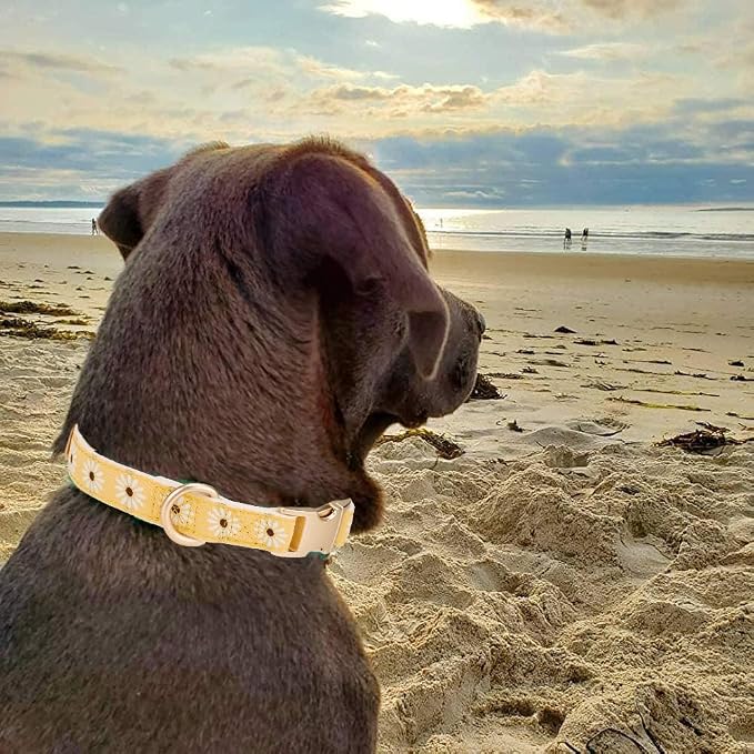 Woven Dog Collar with Metal Buckle Adjustable Jacquard Retro Dog Collars - Image 4