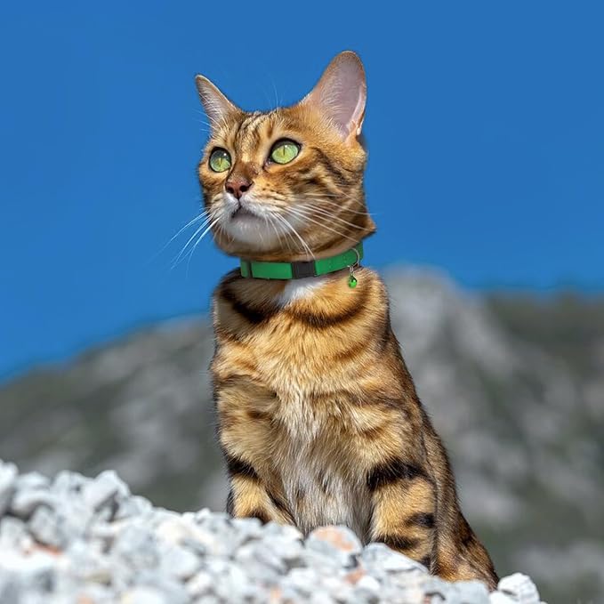 Breakaway Cat Collar Leather - Image 8