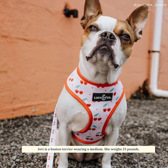 Lucy & Co. Cheery Cherries, Cute Reversible Dog Harness Walking Halter - Image 3