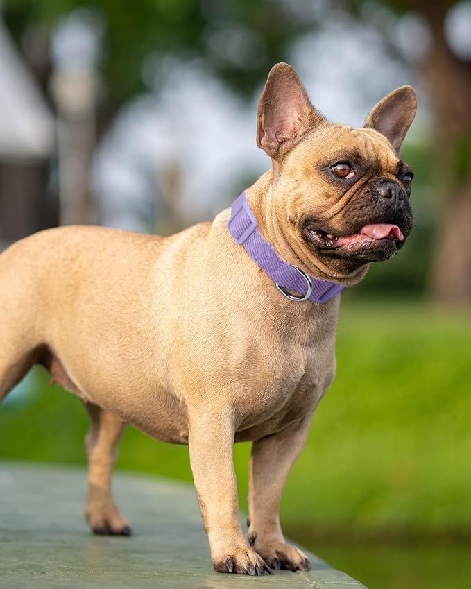 Dynmeow Soft and Breathable Cotton Dog Collar, Durable Adjustable Female Girl - Image 7