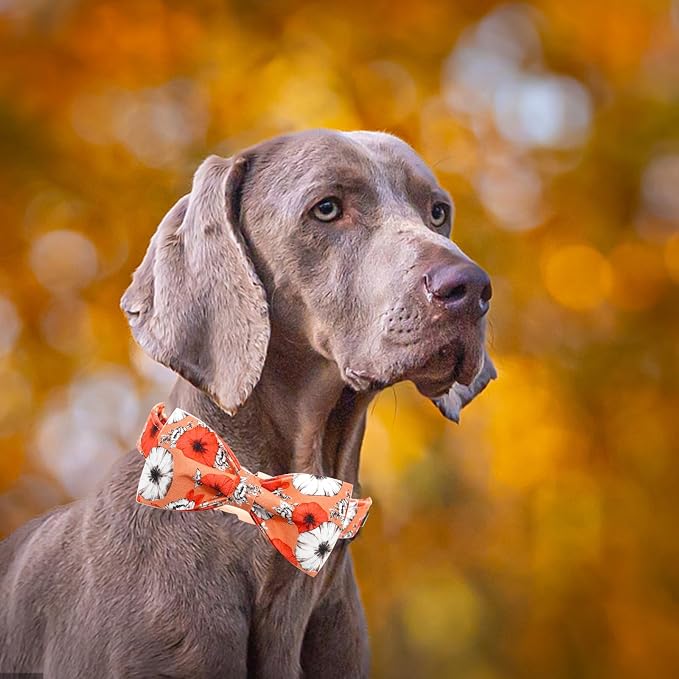 Fall Dog Collar, Pet Collar Bow Floral Pet Collar Girl Boy Holiday Pet Collars - Image 3