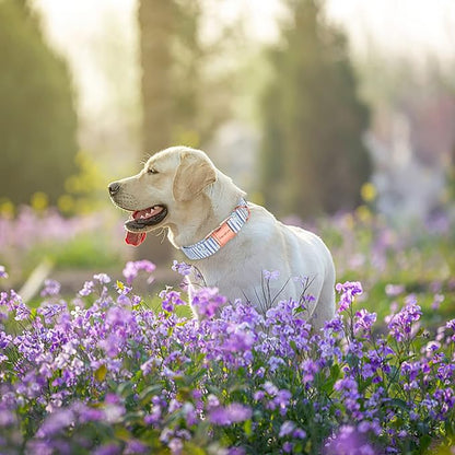 Unique style paws Dog Collar Metal Buckle Blue Striped Flower Collar Gift - Image 4