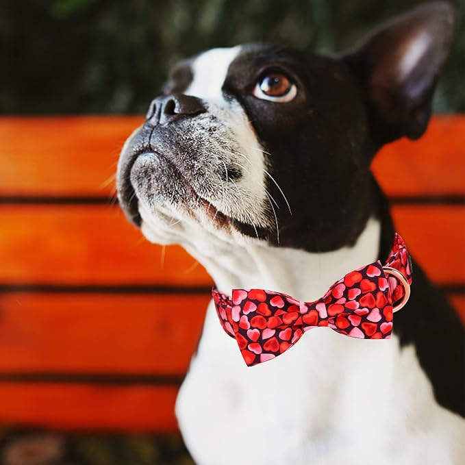 MR. CHUBBYFACE Valentines' Dog Collar - Image 5