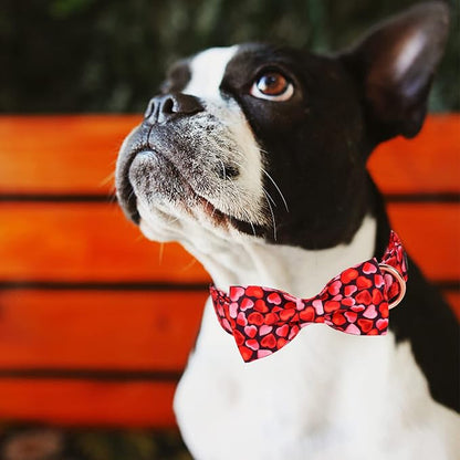 MR. CHUBBYFACE Valentines' Dog Collar - Image 5