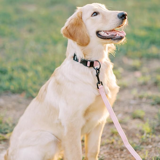 Best Pet Supplies Voyager Reflective Dog Leash or Collar - Image 5