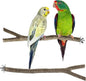 Niteangel Natural Wooden Perches by Niteangel