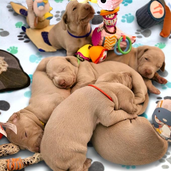 Dog Blankets for Large Dogs, Soft Fluffy Flannel Pet Blanket Mat Cover for Bed - Image 4
