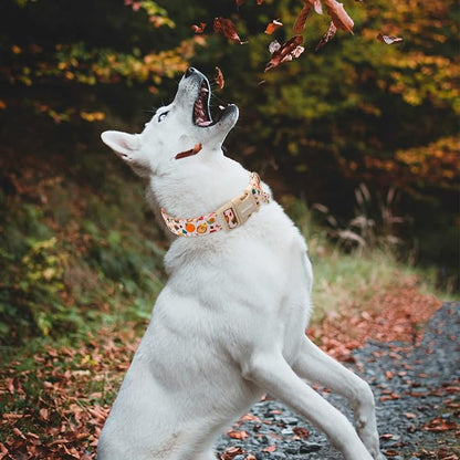 Fall Woodland Dog Collar, Playful Squirrel & Pumpkin Print on White Collar - Image 5