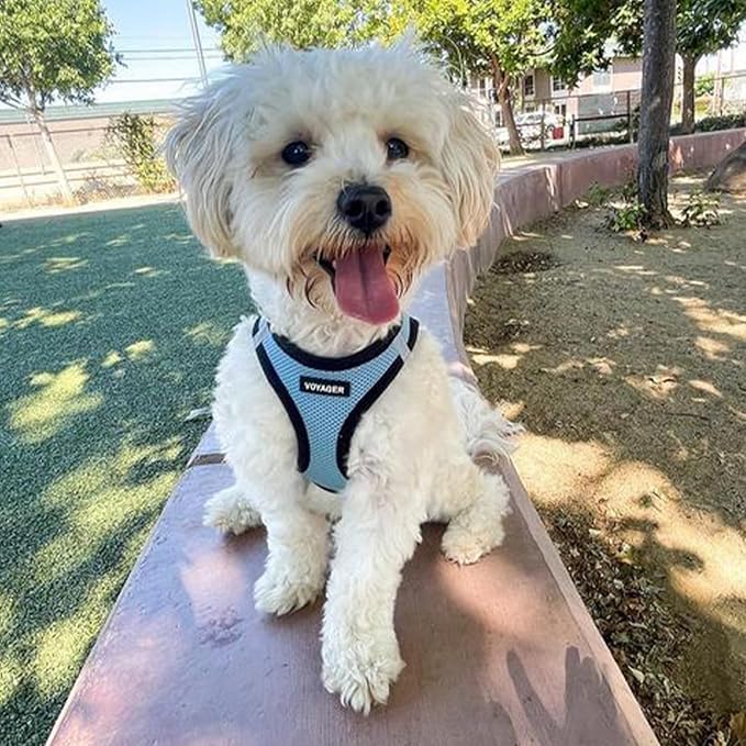 Best Pet Supplies Voyager Step-in Air Harness - Image 7