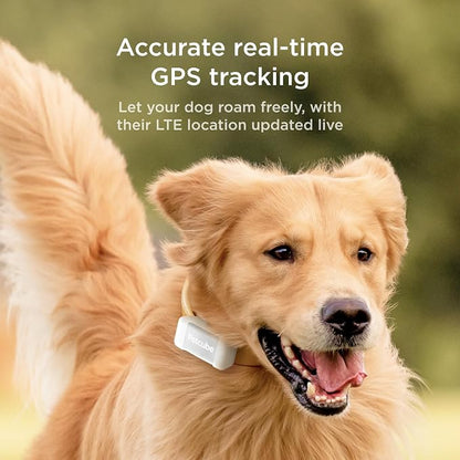 Petcube GPS Tracker for Dogs – Real-Time Location Tracking, Escape Alerts & - Image 2