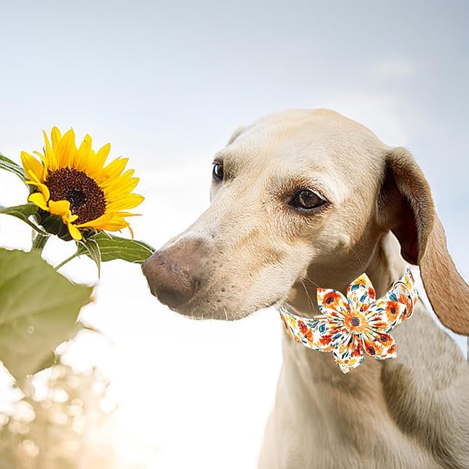 Lionheart Glory Floral Dog Collar - Image 4