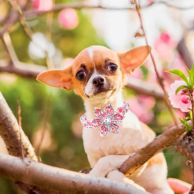 Lionheart Glory Pink Peach Flower Dog Collar - Image 4