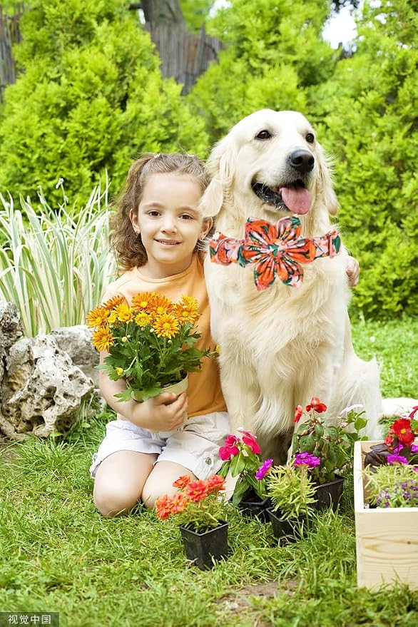 Lionheart Glory Cute Floral Pattern Pet Collar - Image 6