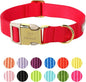 Nylon Dog Collar by Babolepet