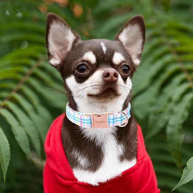 Unique style paws Dog Collar Metal Buckle Collar Gift - Image 4
