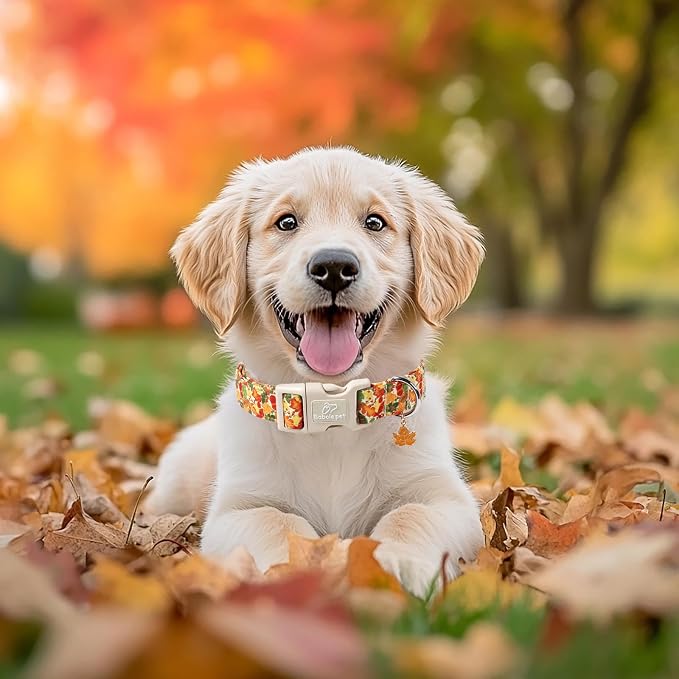 Fall Dog Collar Cute Autumn Leaves Puppy Collar - Image 5