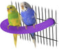 RYPET Parrot Perch Rough-surfaced by RYPET
