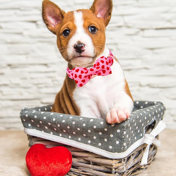 Lionheart Glory Valentine's Day Dog Collar - Image 4