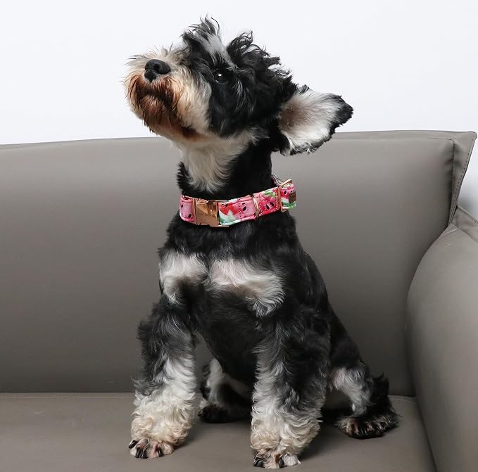 Unique Style Paws Watermelon Collar - Image 3