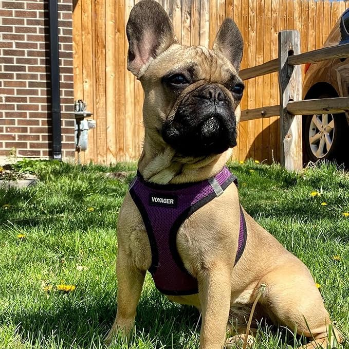 Best Pet Supplies - Image 7
