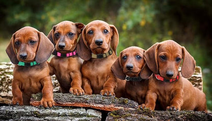 Puppy Collars for Litter, Puppy Collars for Small Puppies Soft Nylon Safety - Image 8